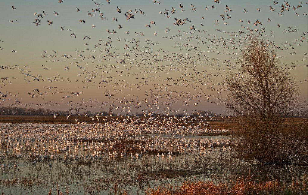 Merced NWR Gravel and Cobble Delivery